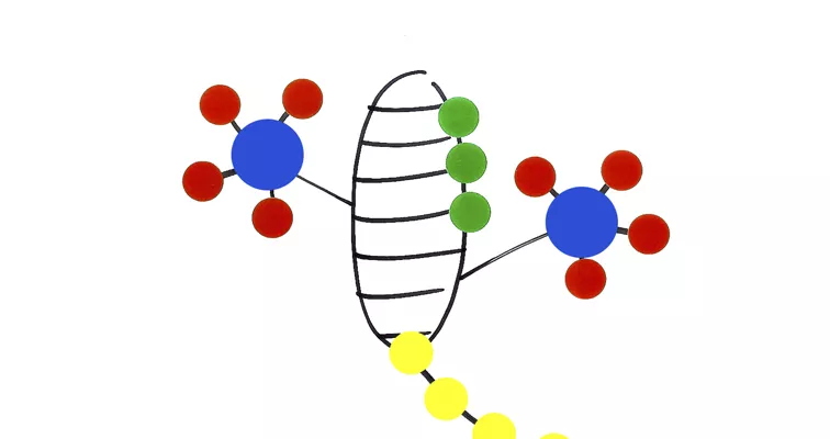 L'evolució animada