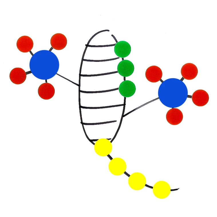 L'evolució animada